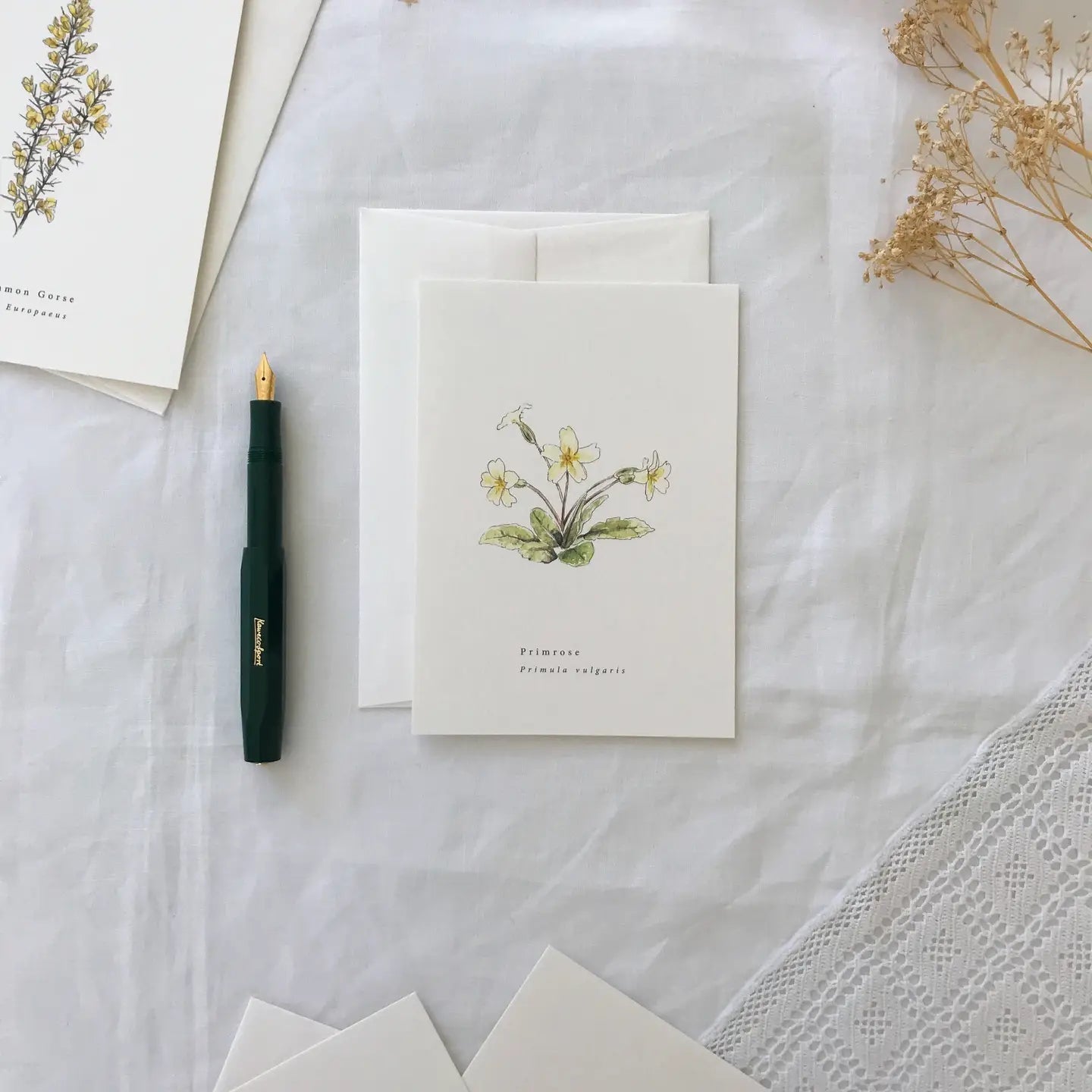 Botanical Illustration Collection - Buffalo