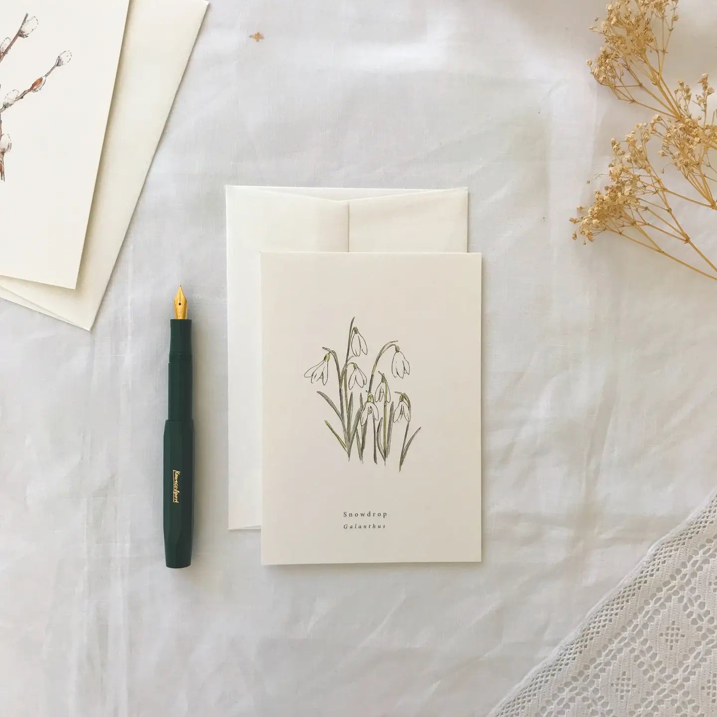 Botanical Illustration Collection - Buffalo