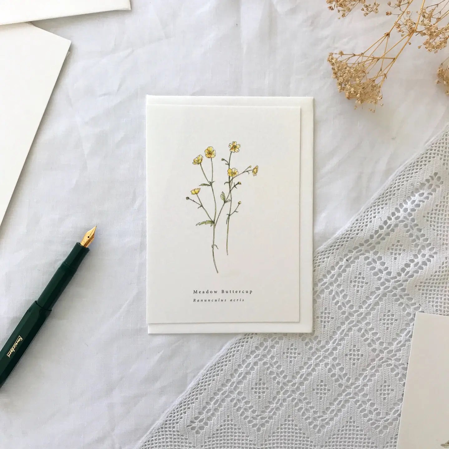 Botanical Illustration Collection - Buffalo