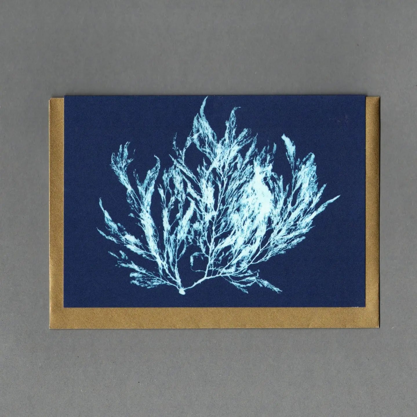 Seaweed Cyanotype Collection - Buffalo