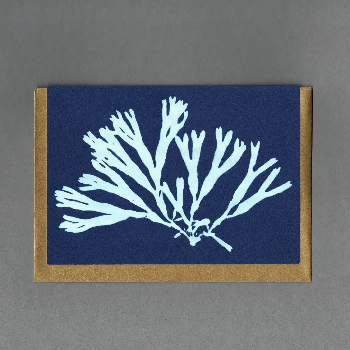 Seaweed Cyanotype Collection - Buffalo