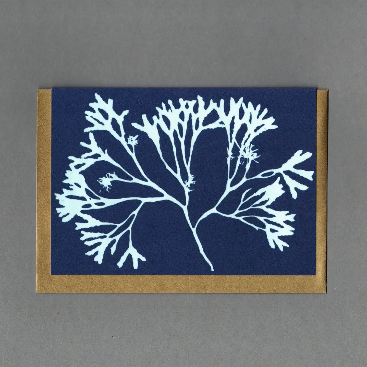 Seaweed Cyanotype Collection - Buffalo