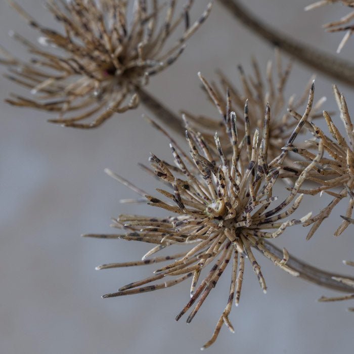Wild Angelica - Buffalo