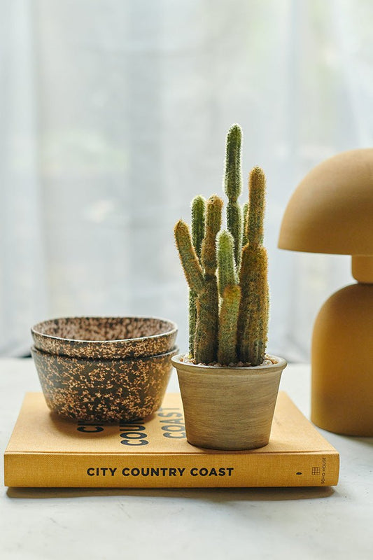 Cactus in Pot - Buffalo