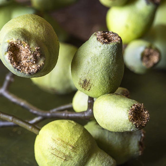 Eucalyptus Gum Nut - Buffalo