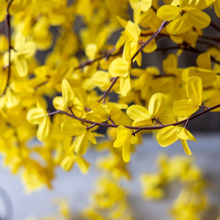 Forsythia - Buffalo