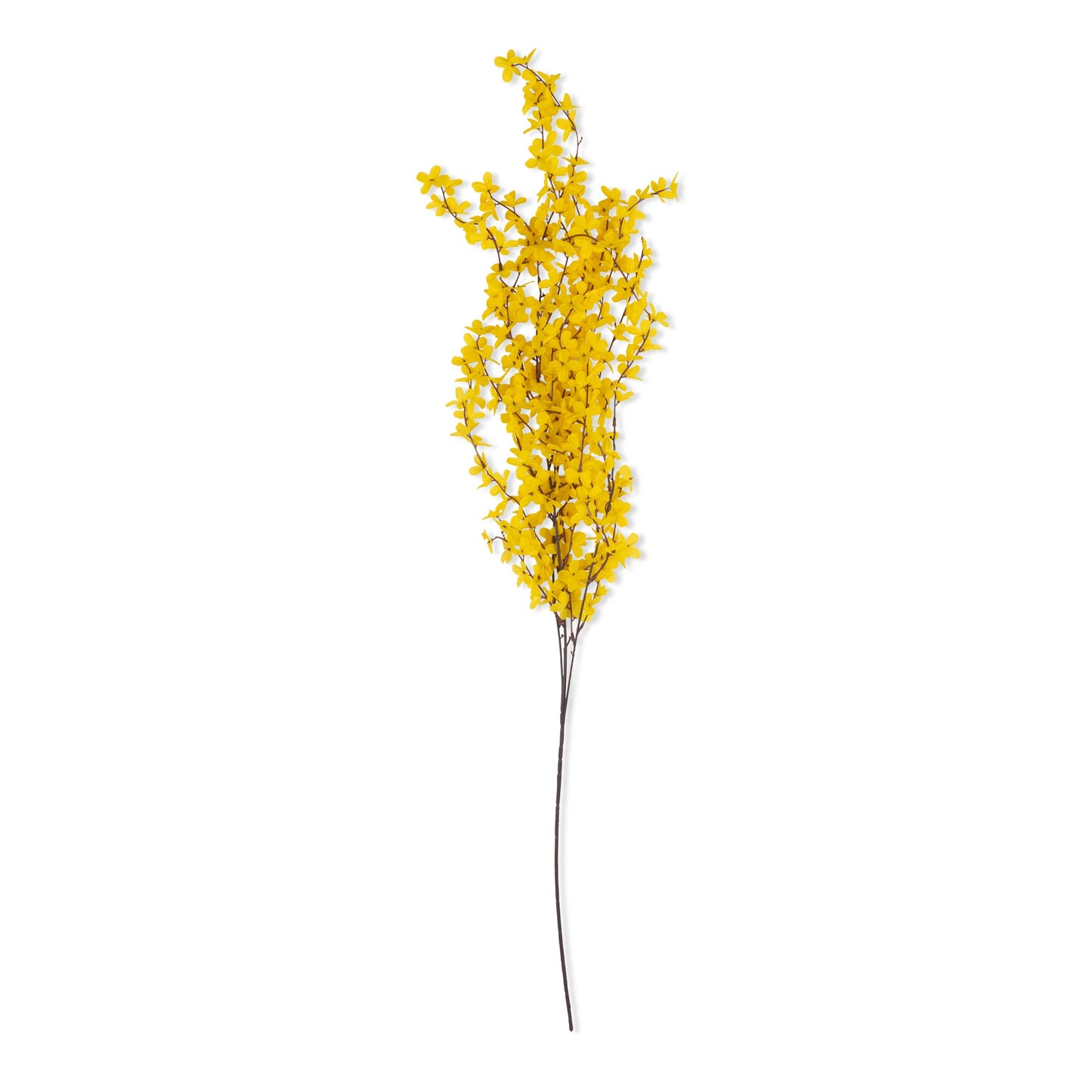 Forsythia - Buffalo