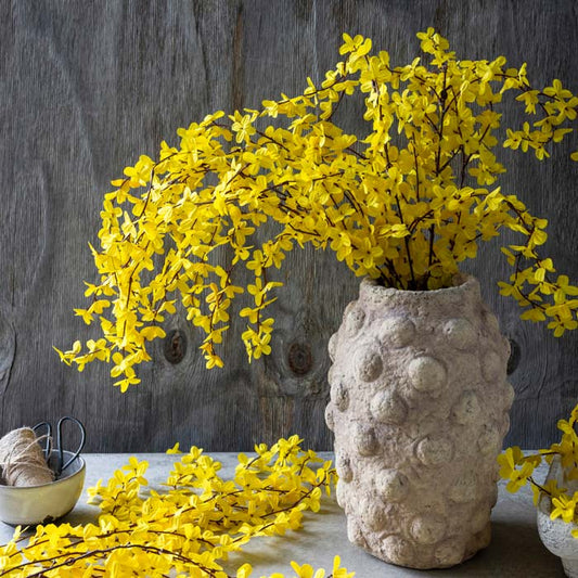 Forsythia - Buffalo