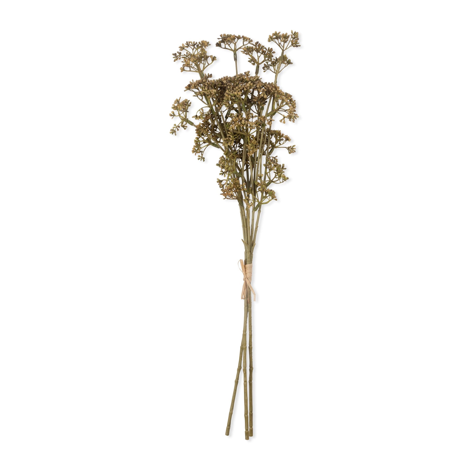 Meadow Sedge - Buffalo