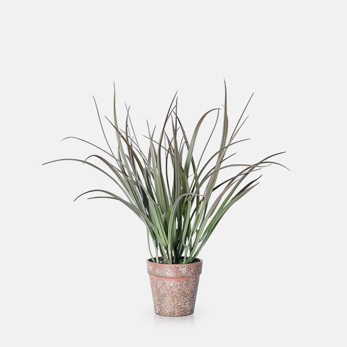 Ombre Grass in Pot - Buffalo