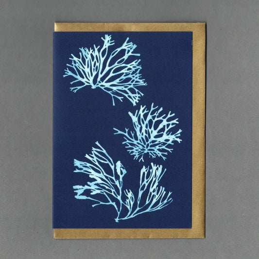 Seaweed Cyanotype Collection - Buffalo