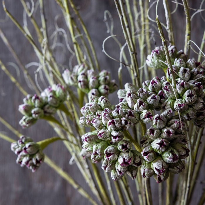 Wild Thistle - Buffalo