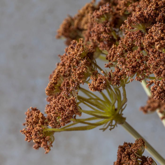 Yarrow Bunch - Henna - Buffalo