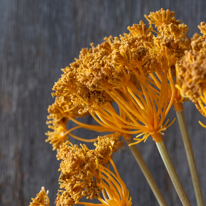 Yarrow Bunch - Sand - Buffalo