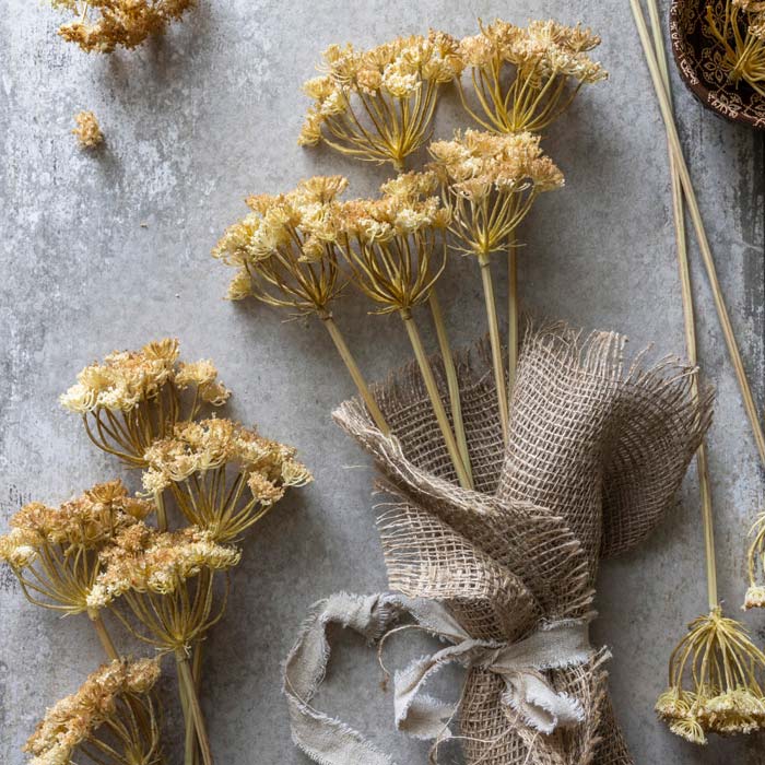 Yarrow Bunch - Yellow - Buffalo